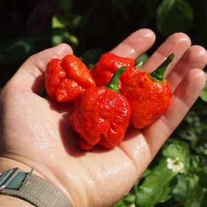 The SuperHot Beast Seeds - 100% Organic & Made in Italy