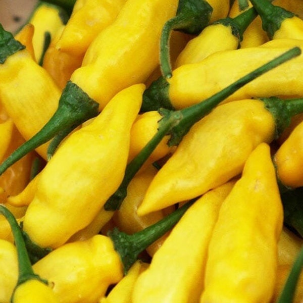 Aji Lemon Drop Paprikasamen - 100% Bio & Made in Italien