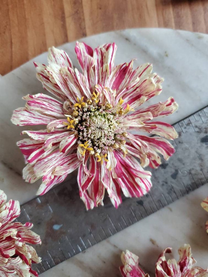 Freeze Dried Zinnia Flowers Etsy