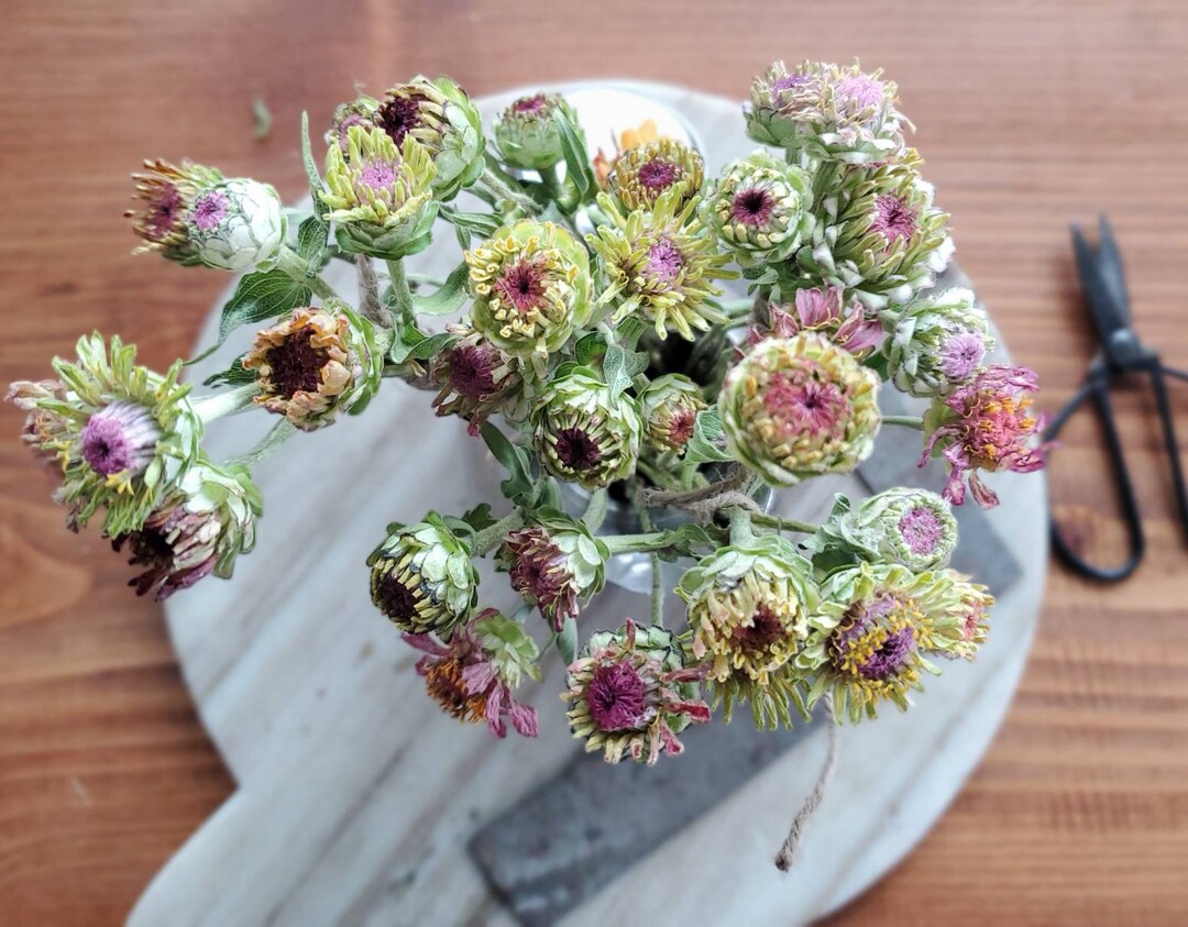 Freeze Dried Zinnia Flower Buds Bunch of 8 Etsy