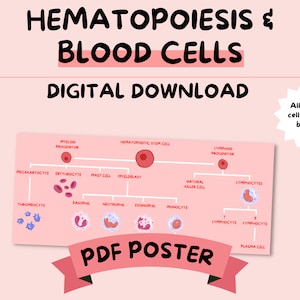 Hematopoiesis, Blood Cell Differentiation - Biology, Medicine & Physiology Study Poster