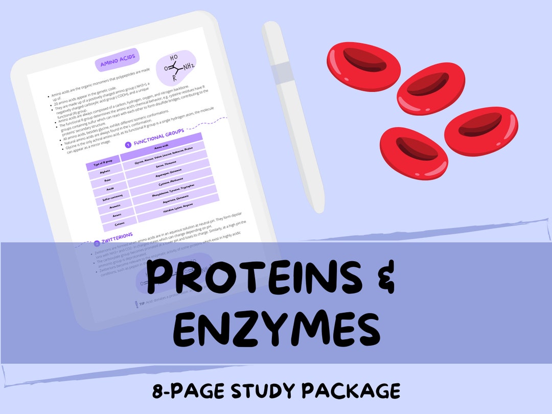 Proteins and Enzymes Alevel Biology Study Notes Guide Etsy