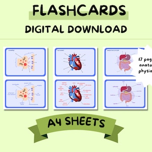 17 diagramas de anatomía y fisiología · Tarjetas didácticas · A-Level · Notas de enfermería