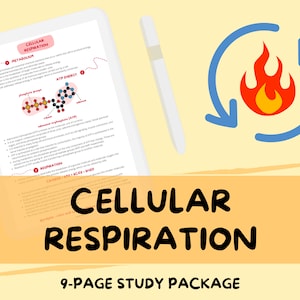 Cellular Respiration - A-Level Biology Study Notes Guide
