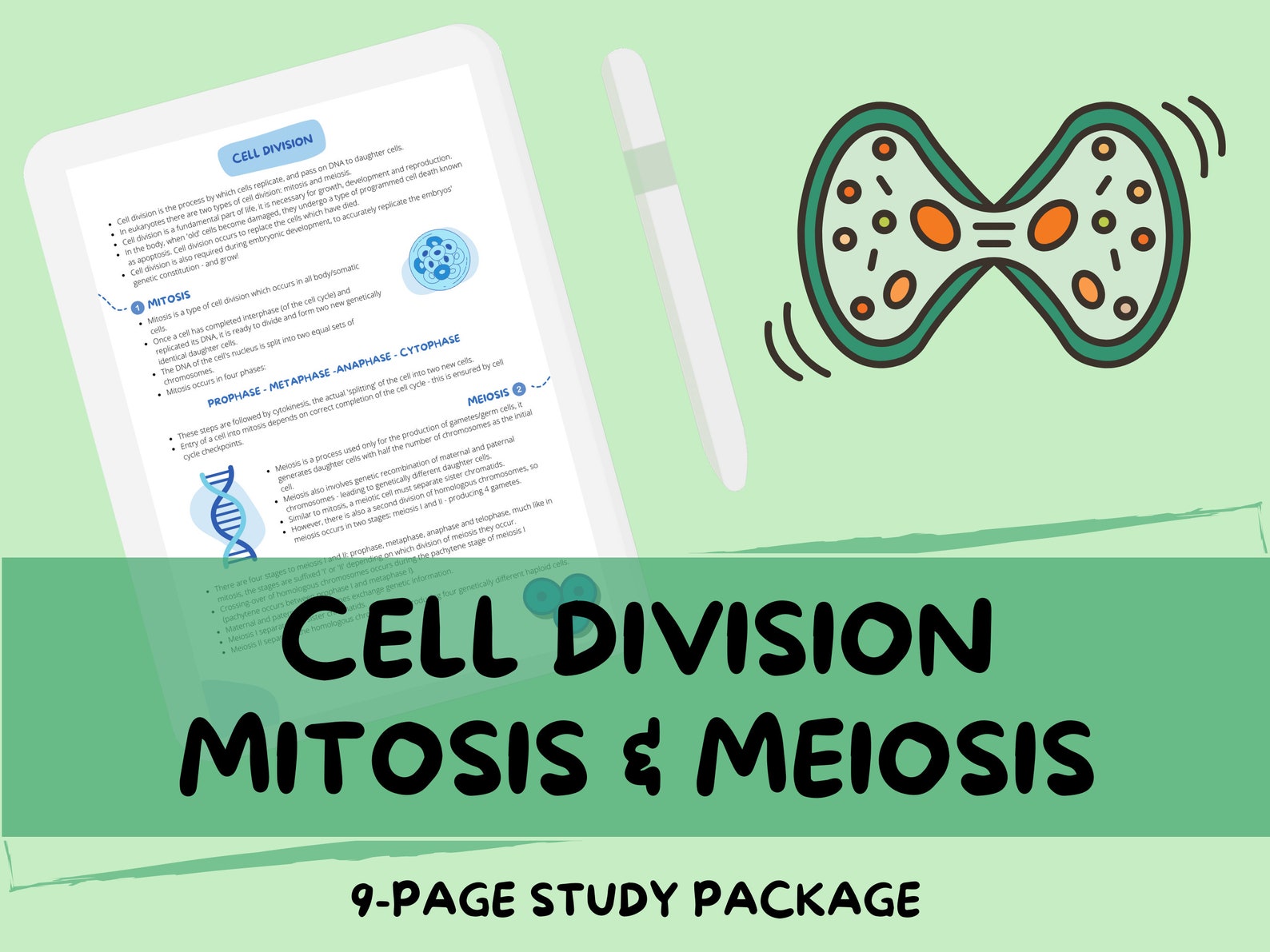 Cell Division Mitosis And Meiosis Gametogenesis A level Etsy cell-division-mitosis-and-meiosis-gametogenesis-a-level-etsy