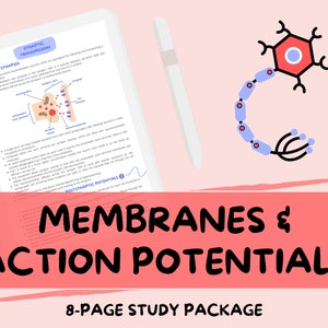 Könnte beinhalten: Ein 8-seitiger Studienführer zu Membranen und Aktionspotenzialen. Das Cover zeigt einen rosa Hintergrund mit einem roten Banner, auf dem "Membranen & Aktionspotenziale" steht. Das Banner befindet sich über einem weißen Banner, auf dem "8-seitiger Studienführer" steht. Das Bild zeigt auch ein Diagramm eines Neurons mit einer Bildunterschrift über die synaptische Übertragung.