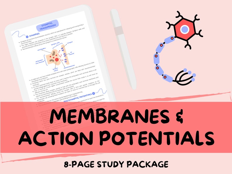 Membranes and Action Potentials Alevel Biology Study Notes Guide Etsy