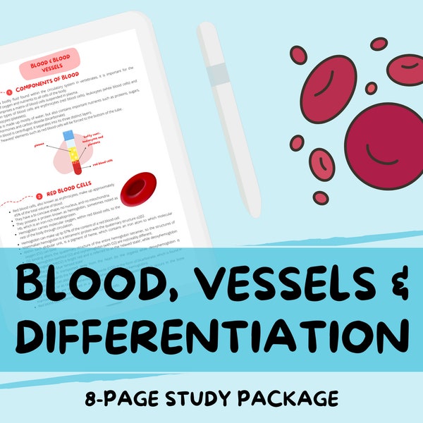 Blood, Vessels and Differentiation - A-Level Biology Study Notes Guide