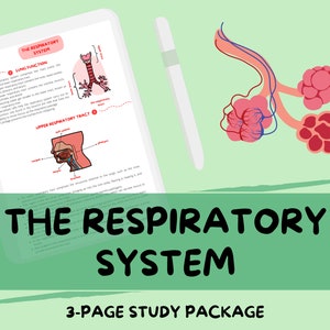 May include: A 3-page study guide on the respiratory system. The guide includes illustrations of the lungs, trachea, and bronchi. The text includes the title "The Respiratory System" and "3-Page Study Package".
