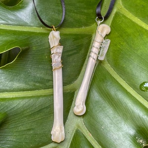 Real Coyote Paw Bone Necklace, Quartz stone with wire wrap, black ribbon choker necklace