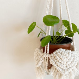 May include: A green plant with round leaves hangs in a white macrame plant hanger. The plant is in a brown plastic pot.