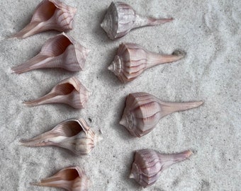Lightning Whelk