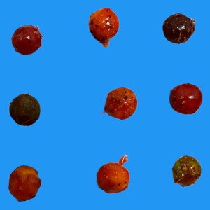 Chamoy Candy Skittlez - Dulces Enchilados - Chamoy Skittlez - Spicy Candy - Mexico Candy
