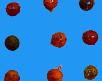 Chamoy Candy Skittlez - Dulces Enchilados - Chamoy Skittlez - Spicy Candy - Mexico Candy