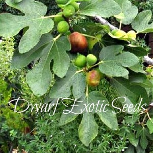May include: A potted fig tree with large, green, lobed leaves and several green and ripening figs. The tree is in a terracotta pot, with the text "Dwarf Exotic Seeds" in white script across the image.