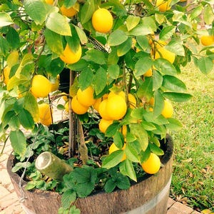 High Survival Rate Lemon Tree Seeds For Home Garden Togo