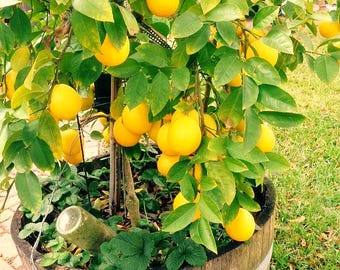 Non-GMO SEEDS – Self-pollinating Dwarf Meyer Lemon “Citrus meyeri” Indoor Outdoor Tree
