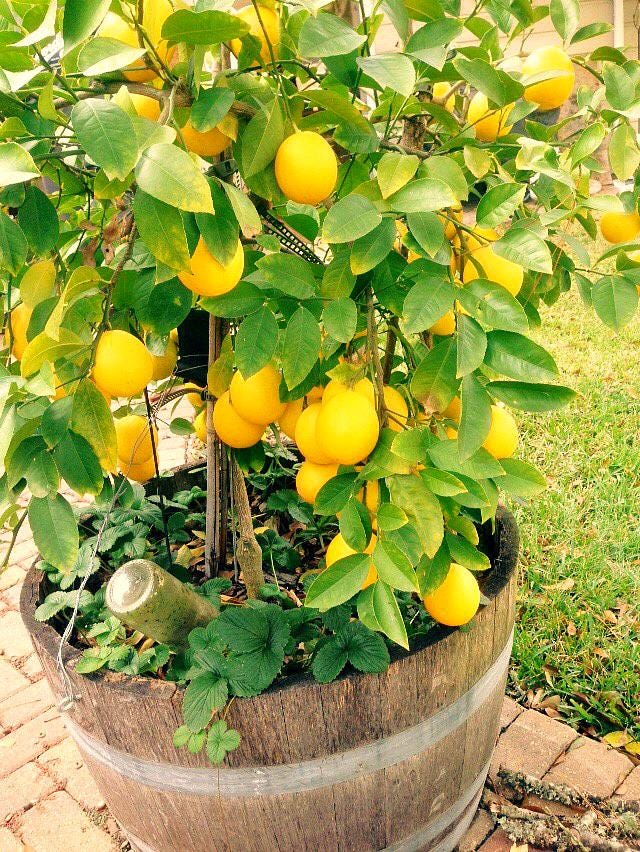 Non Gmo Lemon Tree - Etsy