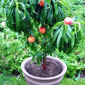May include: A potted peach tree with several ripe peaches. The tree has green leaves and peaches with a reddish-orange colour. The pot is brown and sits in a garden setting with green grass and foliage, creating a natural scene.
