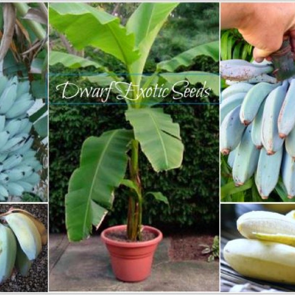 SEEDS – EXTREMELY RARE Dwarf “Blue Java” aka Ice Cream Banana, Zone 8!