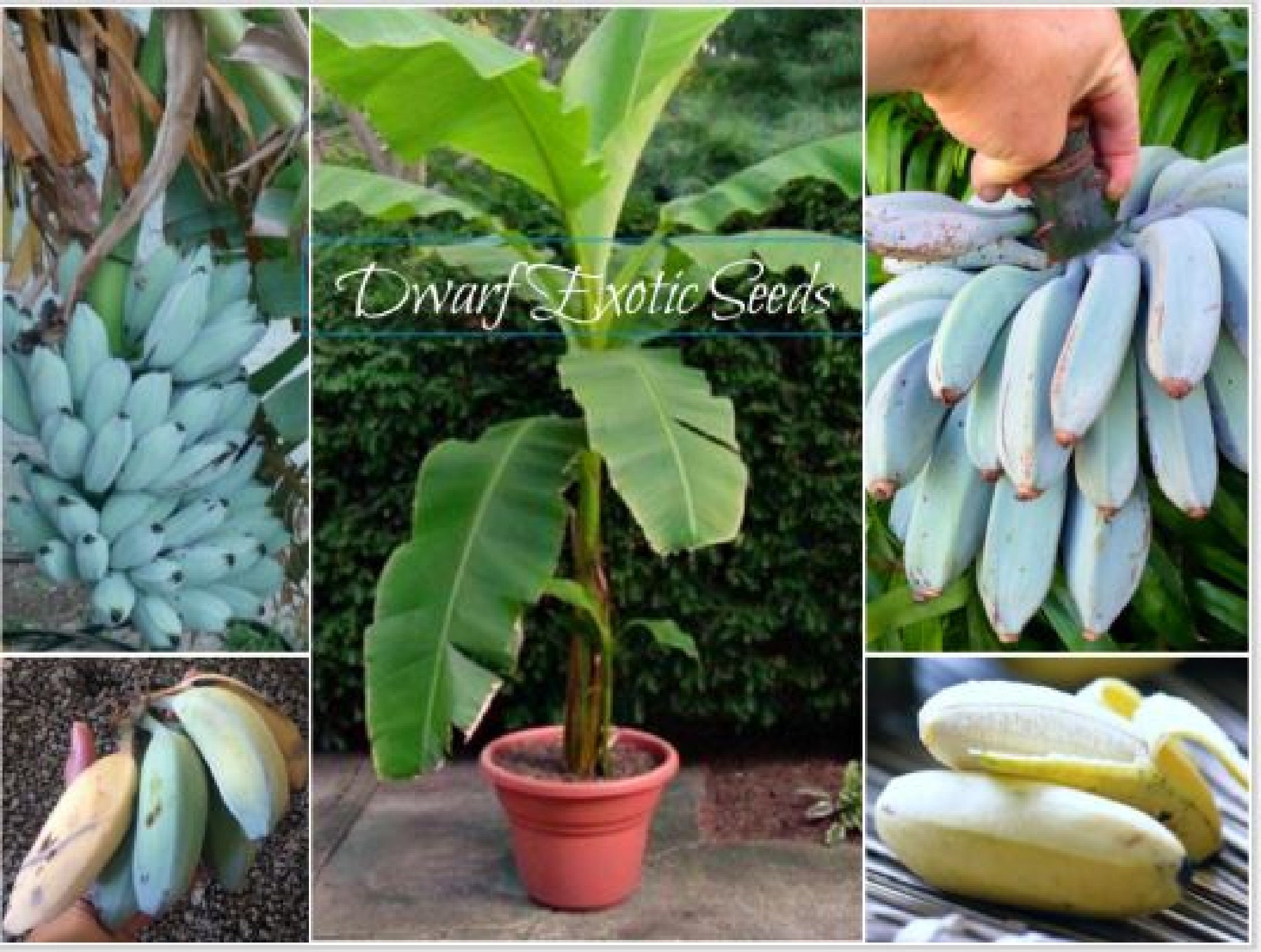 SEEDS EXTREMELY RARE Dwarf Blue Java Aka Ice Cream Banana Zone 8 seeds-extremely-rare-dwarf-blue-java-aka-ice-cream-banana-zone-8