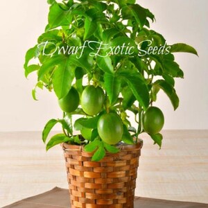 Non-GMO SEEDS – Dwarf Passion Fruit “Panama Red Pandora Hybrid” (Passiflora edulis) Grow Indoor!