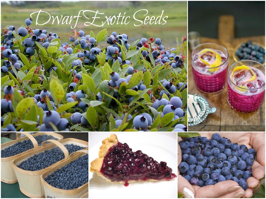 SEEDS Saguenay Du Canada Lac StJean Wild Blueberries Abondance Lowbush