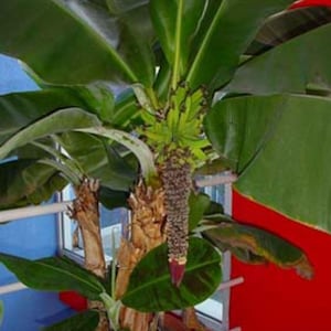 Pode incluir: Uma planta de banana verde com um cacho de bananas verdes crescendo no caule. A planta está em um vaso marrom e está crescendo em um quarto com paredes azuis e vermelhas.