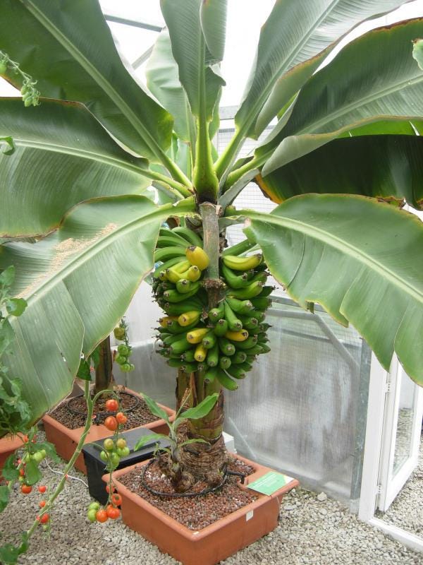Bonsai banana tree - Etsy.de