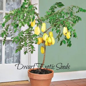 May include: A potted dwarf starfruit tree with yellow fruit growing on its branches. The tree is in a brown terracotta pot and is sitting on a tiled floor. The text "Dwarf Exotic Seeds" is visible on the image.