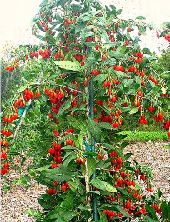 Non-gmo SEEDS - Dwarf Goji Berry (lycium Barbarum crimson Star) Plant in  Container - Etsy Ireland