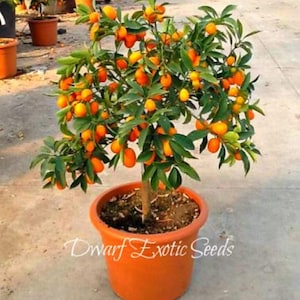 Peut inclure: Un petit oranger avec de nombreux fruits oranges mûrs qui poussent dessus. L'arbre est en pot dans un pot brun et est posé sur une surface en béton. Le texte "Dwarf Exotic Seeds" est visible sur le pot.