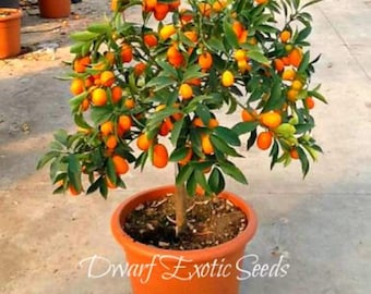 Non-GMO SAMEN - Zwerg-Kumquat „Nagami“ (Fortunella margarita) Einfach in Töpfen für die Terrasse und den kleinen Garten wachsen!
