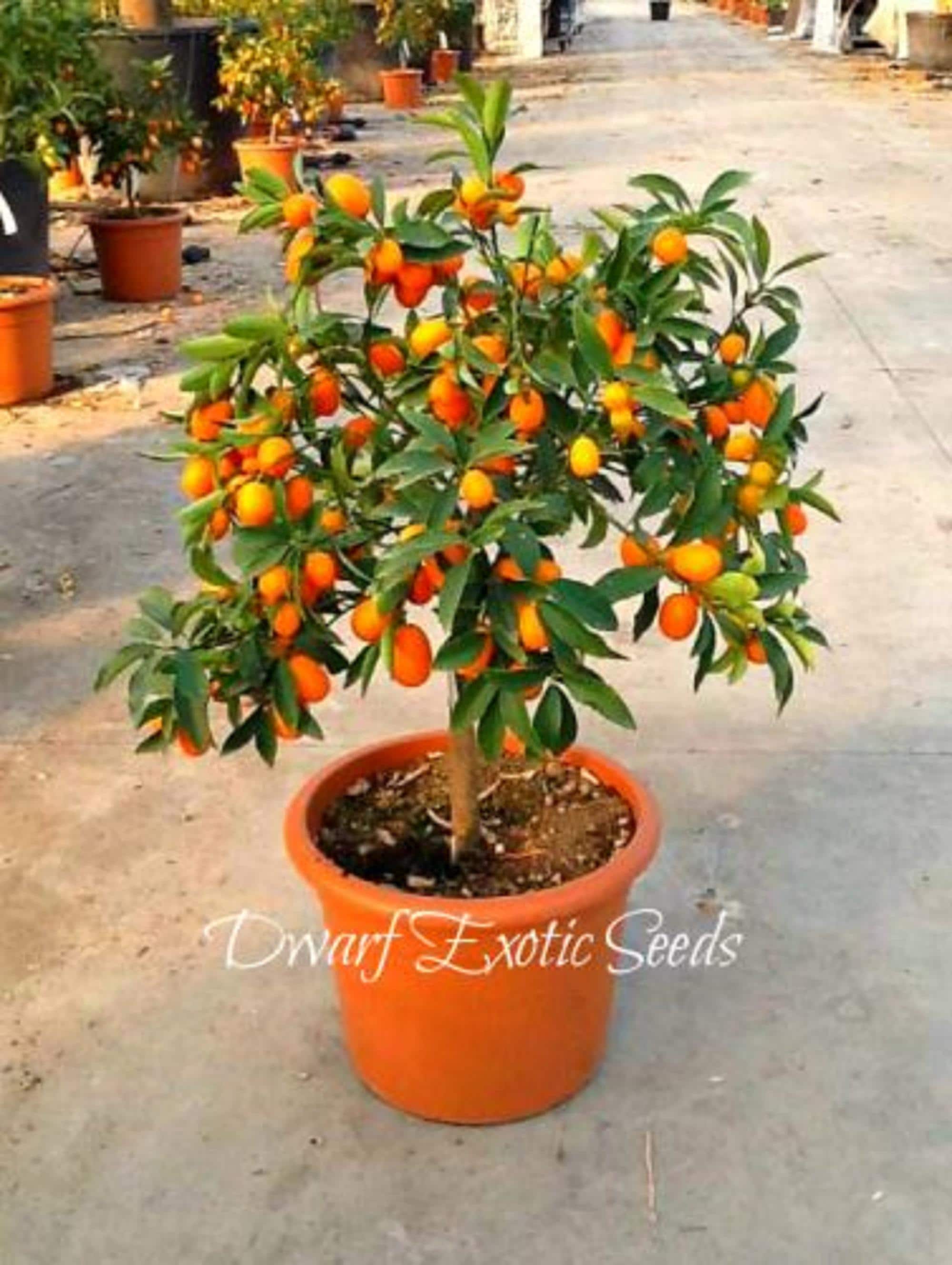set of plant pots Large No Decor Planter