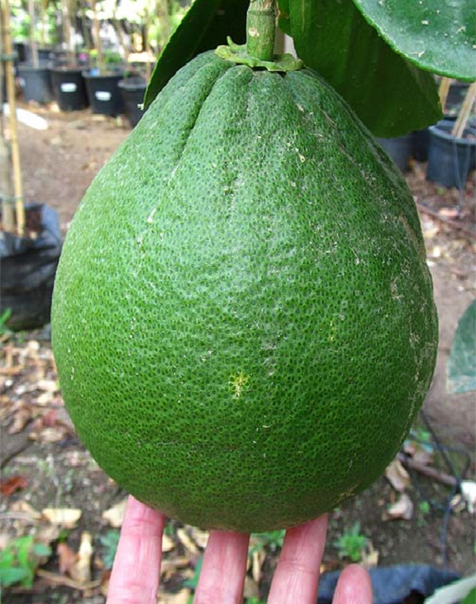 SEEDS Dwarf Thai Sweet Pomelo or Pummelo citrus Maxima Etsy Canada