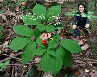 SEEDS Extra Rare!! WILD Canadian Ginseng STRATIFIED Seeds Ready for 2023-2024 Season!