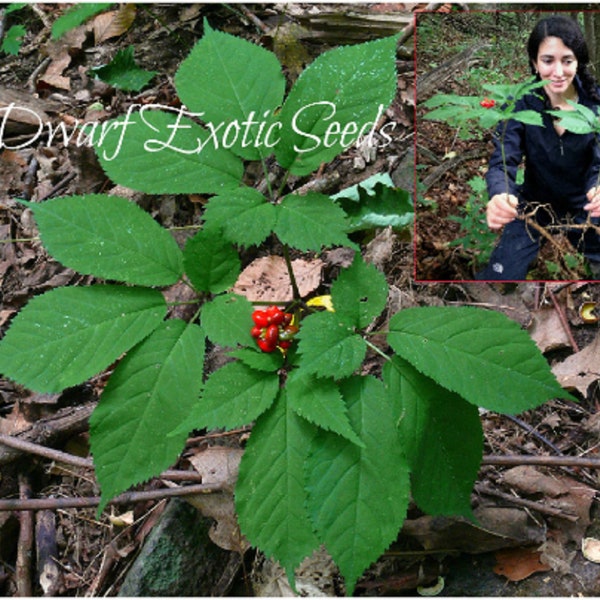 GRAINES Extra Rare !! WILD Canadian Ginseng STRATIFIED Seeds Prêt pour la saison 2023-2024 !