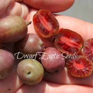 May include: A close-up of a hand holding several red and purple fruits. Some of the fruits are cut in half, revealing a bright red interior with black seeds. The text "Dwarf Exotic Seeds" is visible in the image.