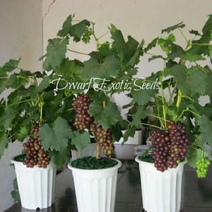 May include: Three potted grapevines with bunches of dark purple grapes. The vines are in white pots with a green base. The text "Dwarf Exotic Seeds" is visible in the image.