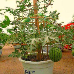 Non-GMO Dwarf Watermelon SEEDS “Little Baby Flower” (Citrullus lanatus) – Container Friendly