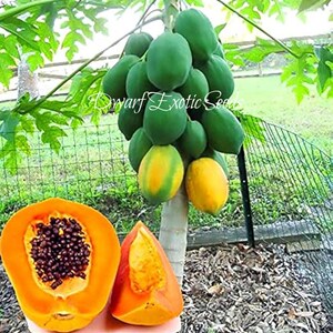 May include: A papaya tree with green and yellow fruit. One papaya is cut open, revealing orange flesh and black seeds. The text "Dwarf Exotic Seeds" is visible on the image. The background includes a fence and green foliage.