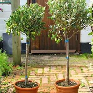 Peut inclure: Deux oliviers en pot avec des feuilles vertes et de petites olives vertes. Les arbres sont dans des pots en terre cuite marron et se trouvent sur un patio en briques.