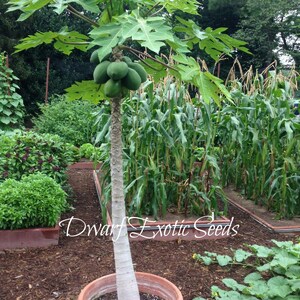 Peut inclure: Un papayer vert poussant dans un pot avec plusieurs papayes vertes sur l'arbre. L'arbre est dans un jardin avec d'autres plantes en arrière-plan. Le texte "Dwarf Exotic Seeds" est visible sur l'image.