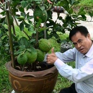 Puede incluir: Un hombre está de pie junto a un árbol de cítricos en maceta con hojas verdes y muchos frutos verdes. El árbol está en una maceta de terracota marrón con un diseño decorativo.