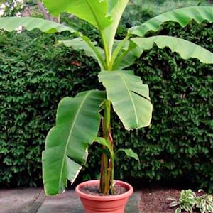 May include: A potted banana plant with large, bright green leaves. The plant is in a terracotta-coloured pot, set against a backdrop of green foliage. The plant's trunk is a reddish-brown colour.