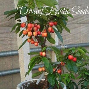 Non-GMO SEEDS – Indoor/Outdoor “Bigarreau Napoléon” (prunus avium) Cherry Tree Seeds