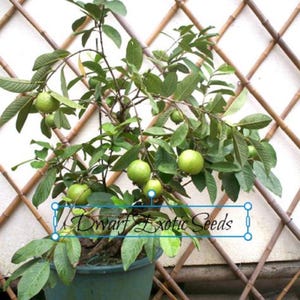 Może przedstawiać: Małe zielone drzewo gujawy z zielonymi owocami rosnącymi na nim. Drzewo jest w doniczce i stoi przed bambusową kratą. Tekst "Dwarf Exotic Seeds" jest widoczny na etykiecie przed drzewem.