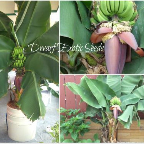 SEEDS Very Hardy Musa “Orinoco” Dwarf Banana Tree Seeds – Zone up to 7!