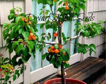 SEMI NON OGM – Varietà di albero da frutto di albicocca nana “Rouge du Roussillon”, resistente, fiorisce