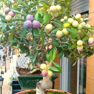 May include: A bonsai tree with green leaves and small purple and yellow fruits in a terracotta pot with moss on the surface. The tree is growing on a balcony with a brick wall and a window in the background.